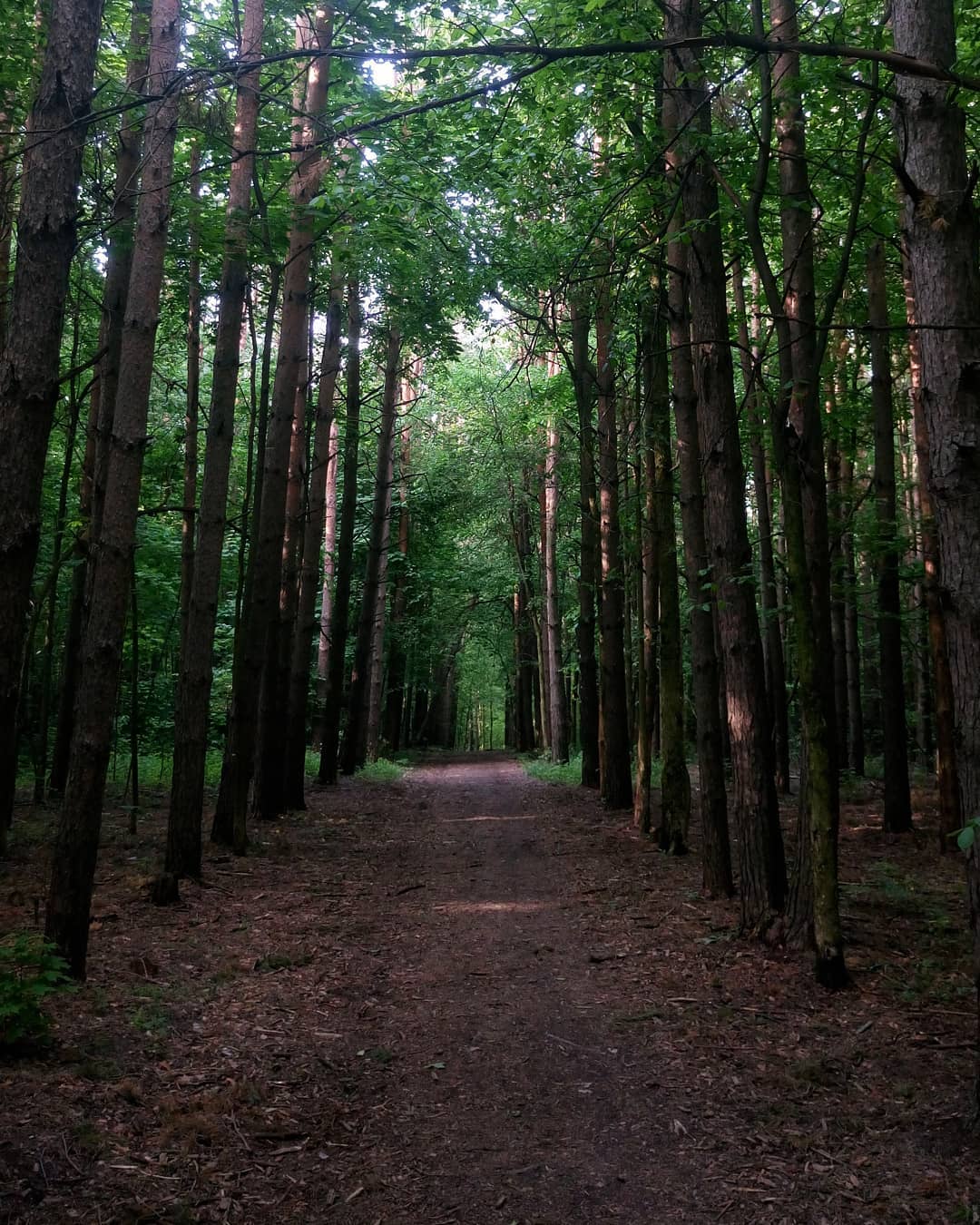 Погулять по лесу. Прогулка в лесу. Картинки леса. Прогулочный лес. Сухой лес.