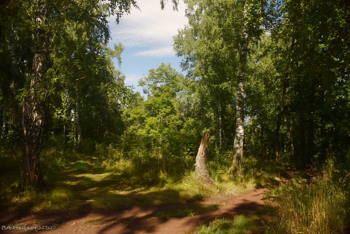 Русский лес. Русский лес Валерий Миннибаев. Русский лес Москва. Русские леса. Русский лес фото.