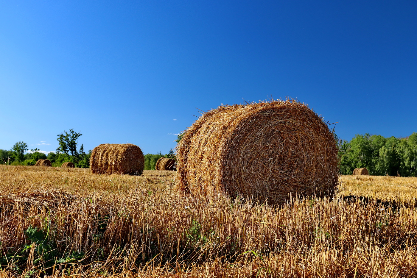 Сено минск. Поле стог сена деревня. Поля со стогами сена Астрахань. Поле сено. Лето поле сено.