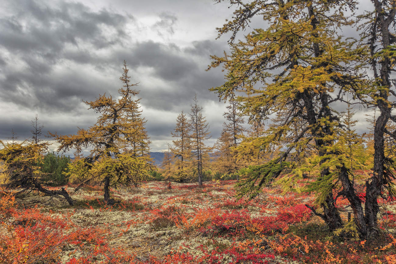 сибирская ель в лесотундре. кедр янао. лиственничный лес таймыр. тундра лесотундра тайга. даурские лиственницы таймыр.