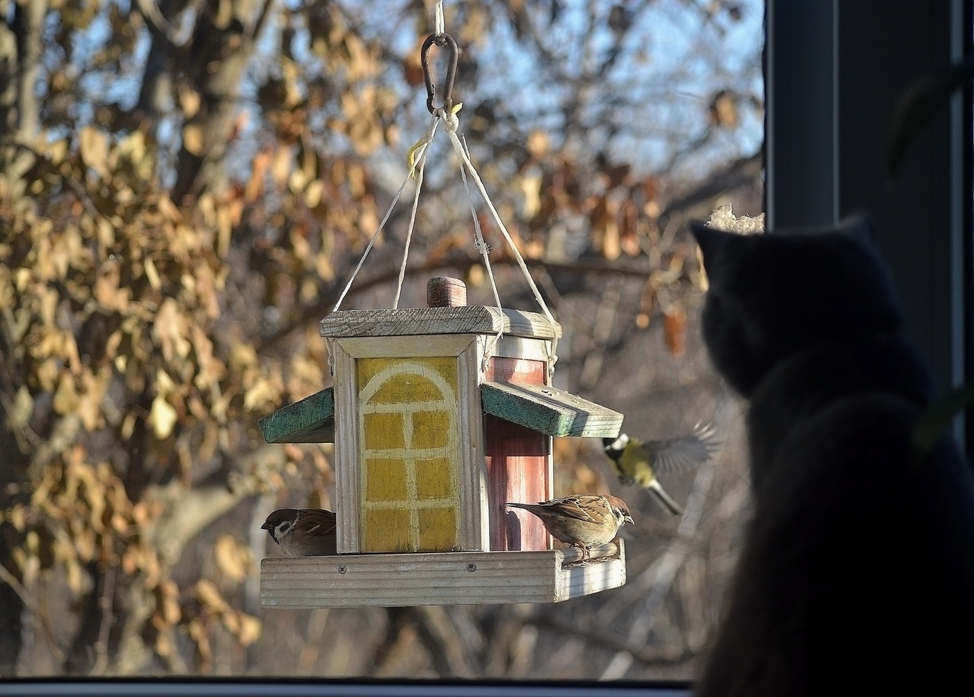 Кормушка для птиц под окном. Кормушка для птиц на окно. Кормушка "синичка". Кот в кормушке для птиц. Кормушка за окном.