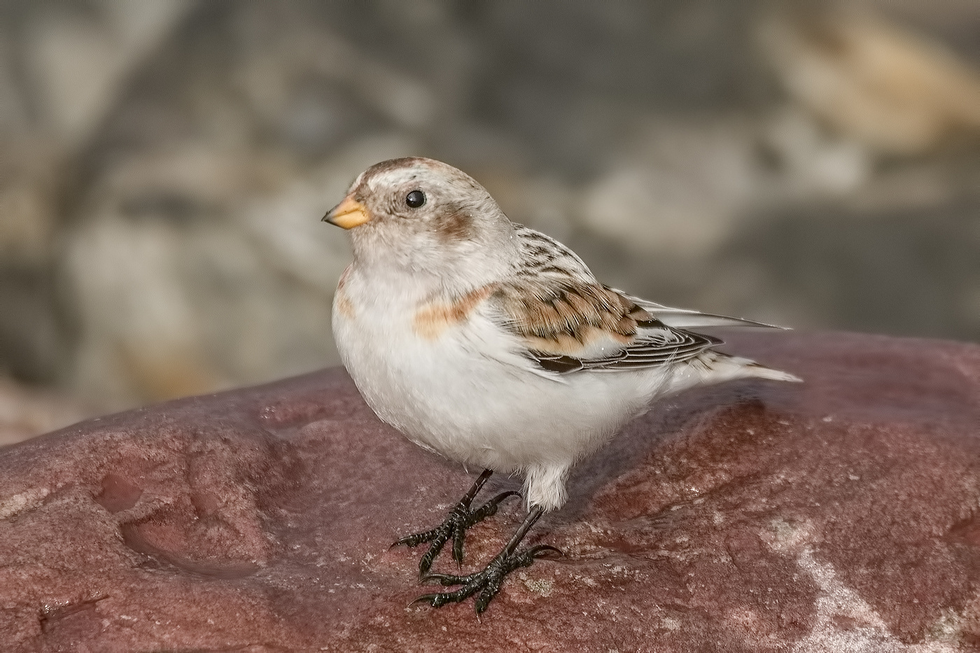 Пуночка (Plectrophenax nivalis). Птицы Сибири.