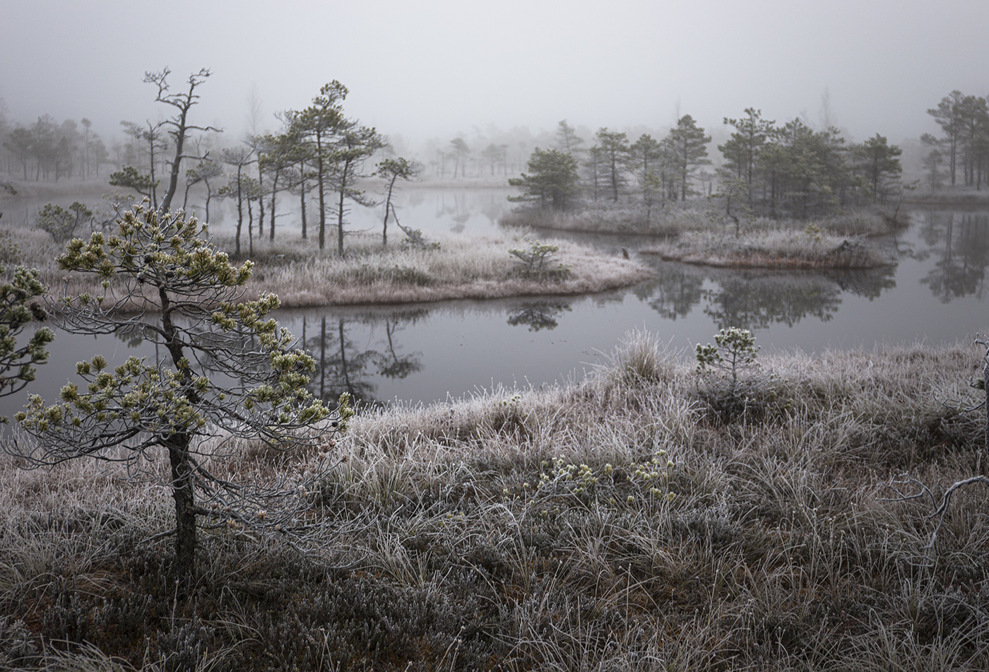 остров болото. остров болото. остров болото. заказник острова дулебы. дарвинский заповедник торфяные острова.