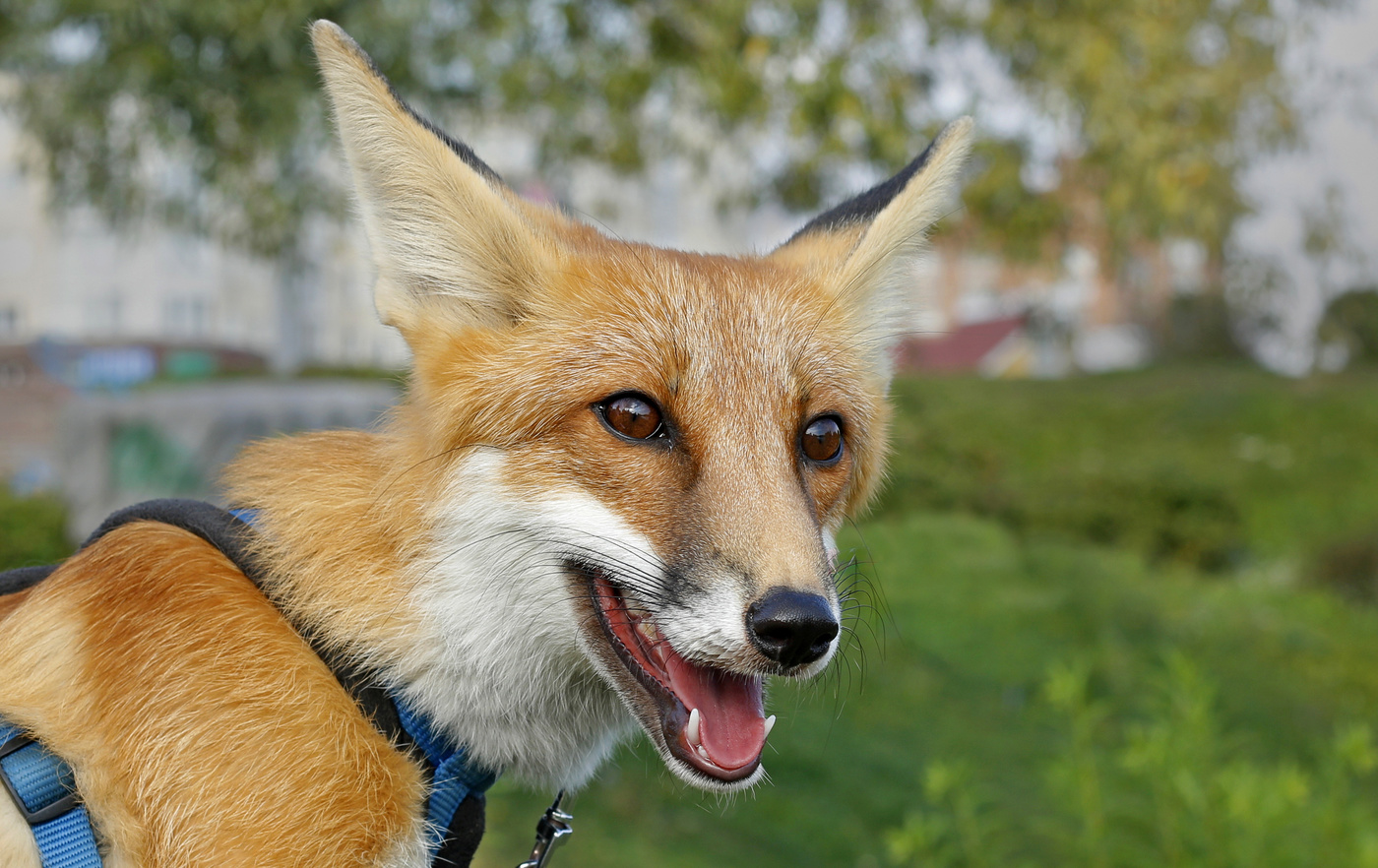 имена для лисов. имя для лис. имена для лисиц девочек. клички для лисиц девочек. клички для лисичек.