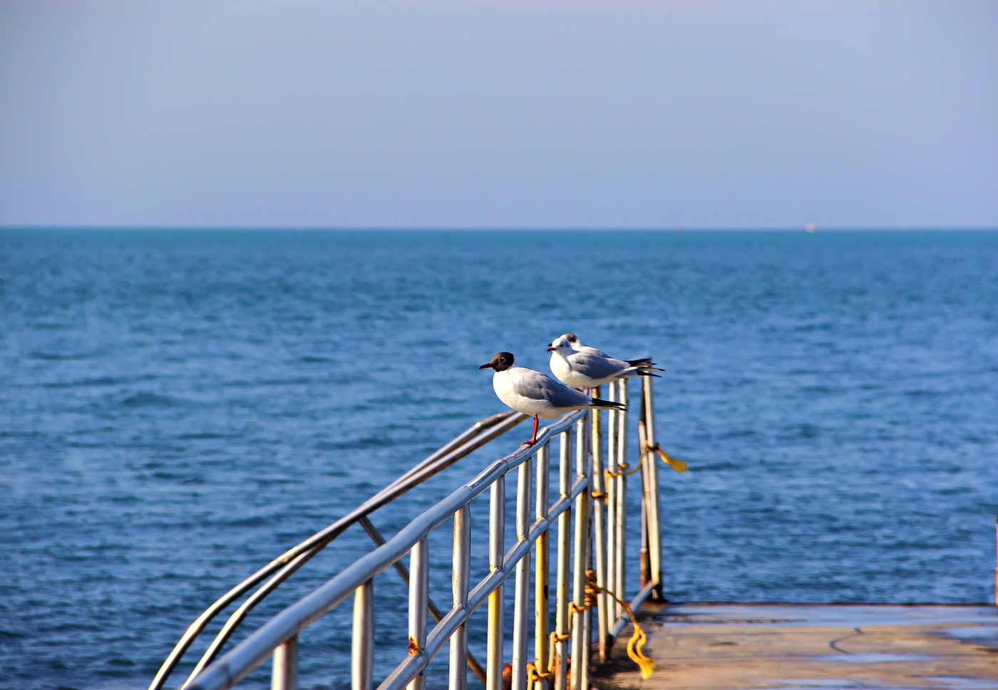 Чайка отдых. Чайки море проф фото.