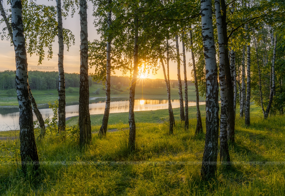 Край рощи. Роща невест Берёзовая роща Курск. Роща невест Курск природа. Березовая роща озеро Ивановская область. Природа березы Курская область.