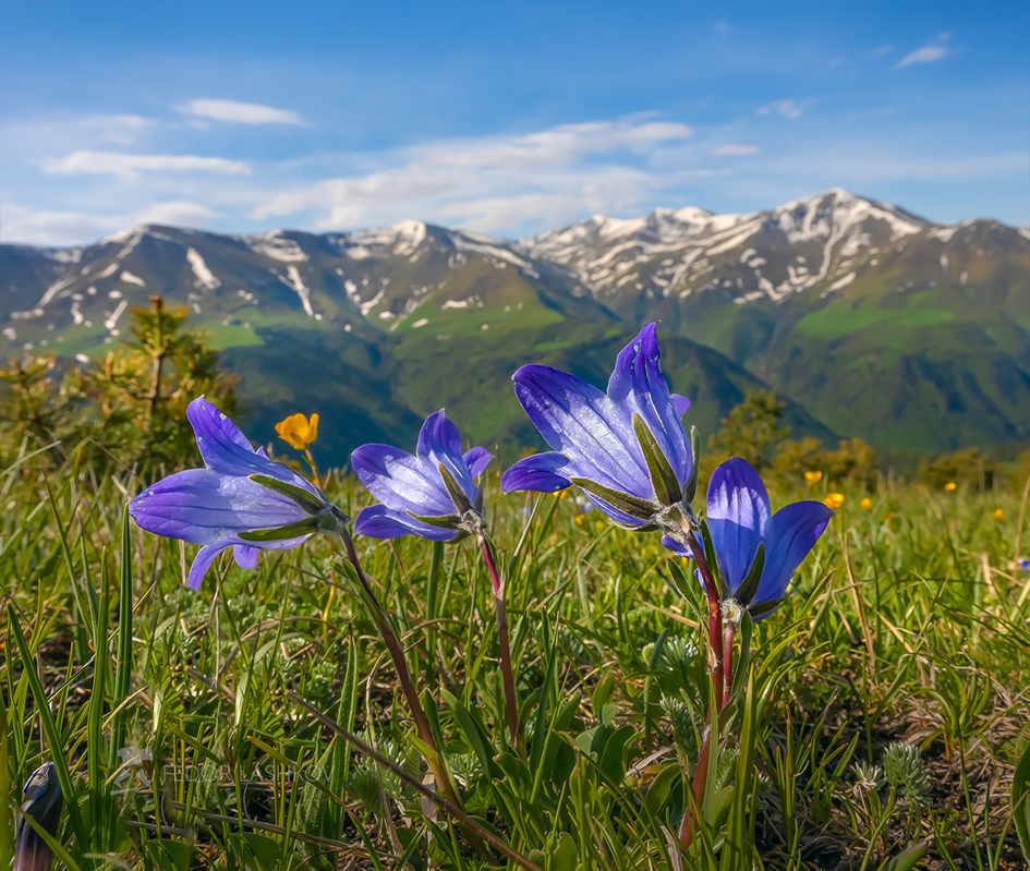 Весна в Архызе фото